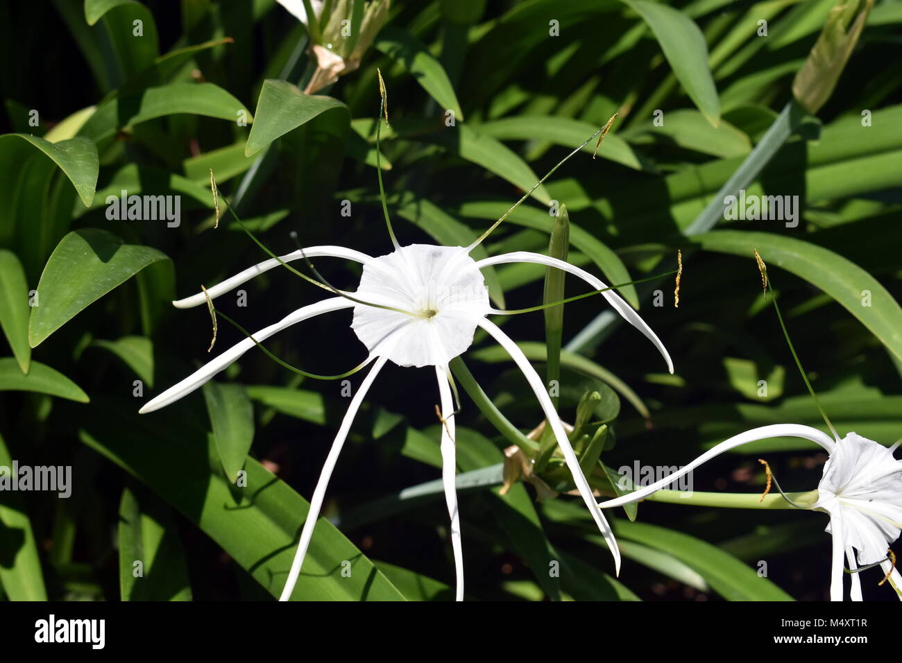 Spider Lily (hymenocallis) Stockfoto