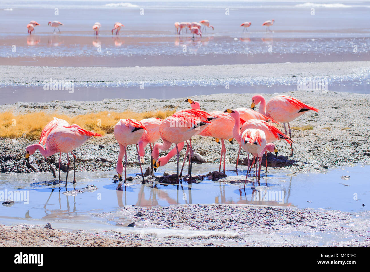 Laguna Hedionda Flamingos, Bolivien. Tierwelt der Anden. Bolivianischen Lagune Stockfoto