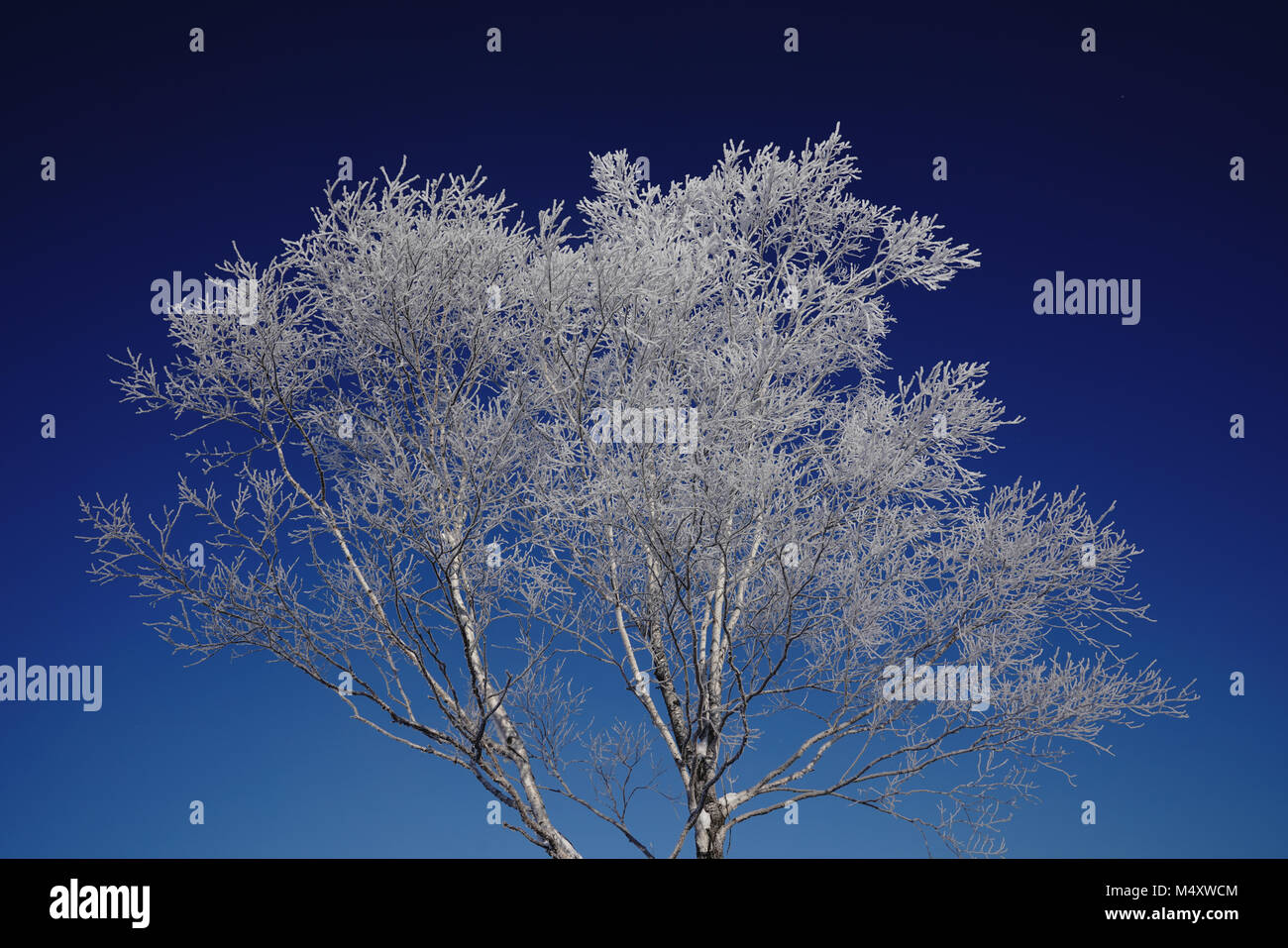 Weiß Lärche und blauer Himmel Stockfoto