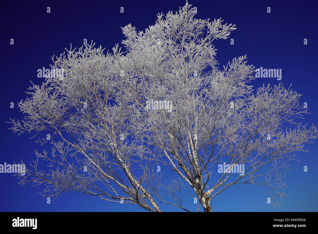 Weiß Lärche und blauer Himmel Stockfoto