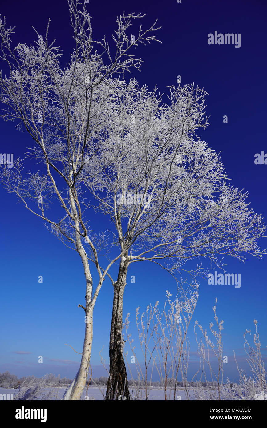 Weiß Lärche und blauer Himmel Stockfoto