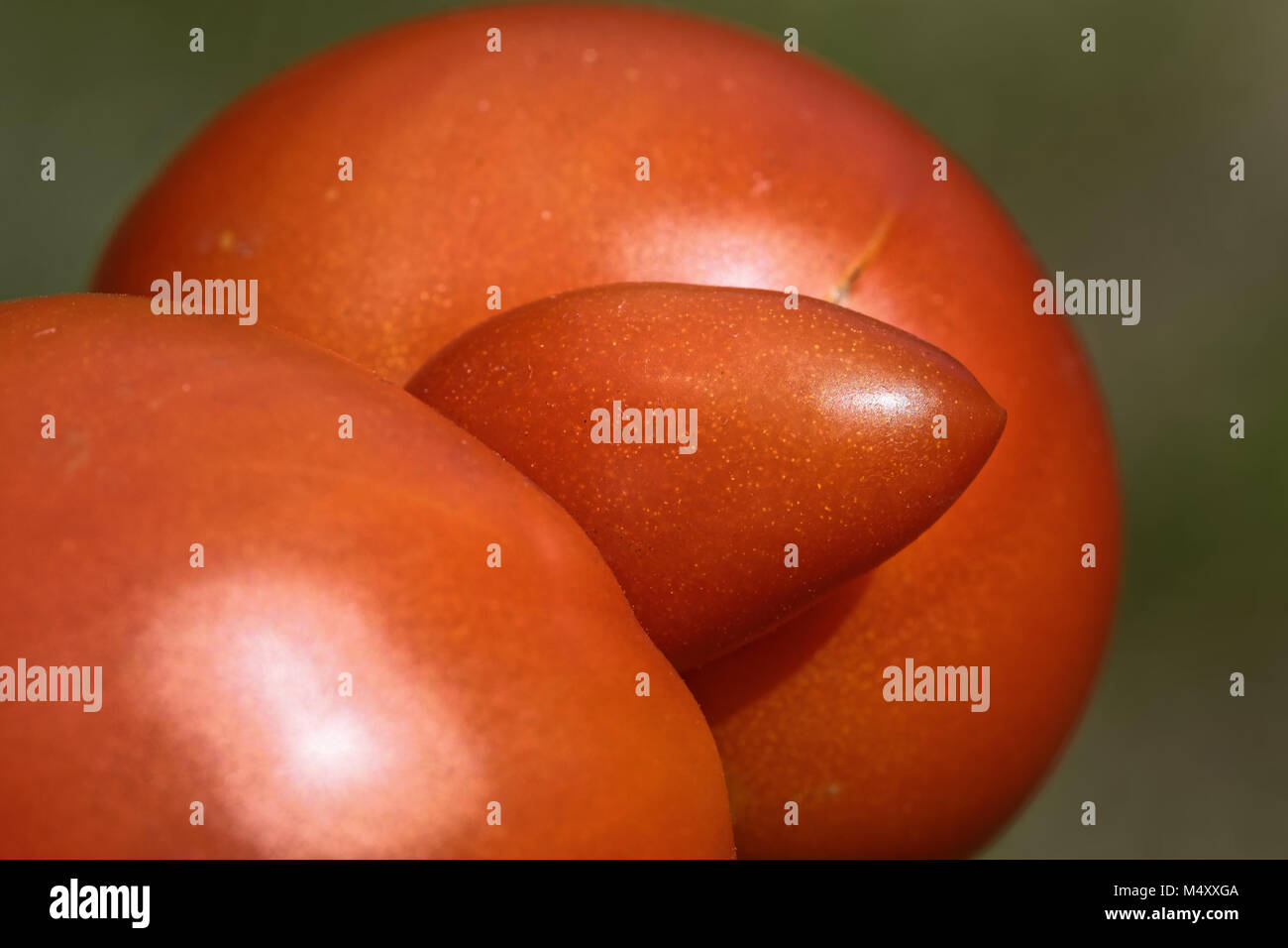 Tomate Triplet Stockfoto