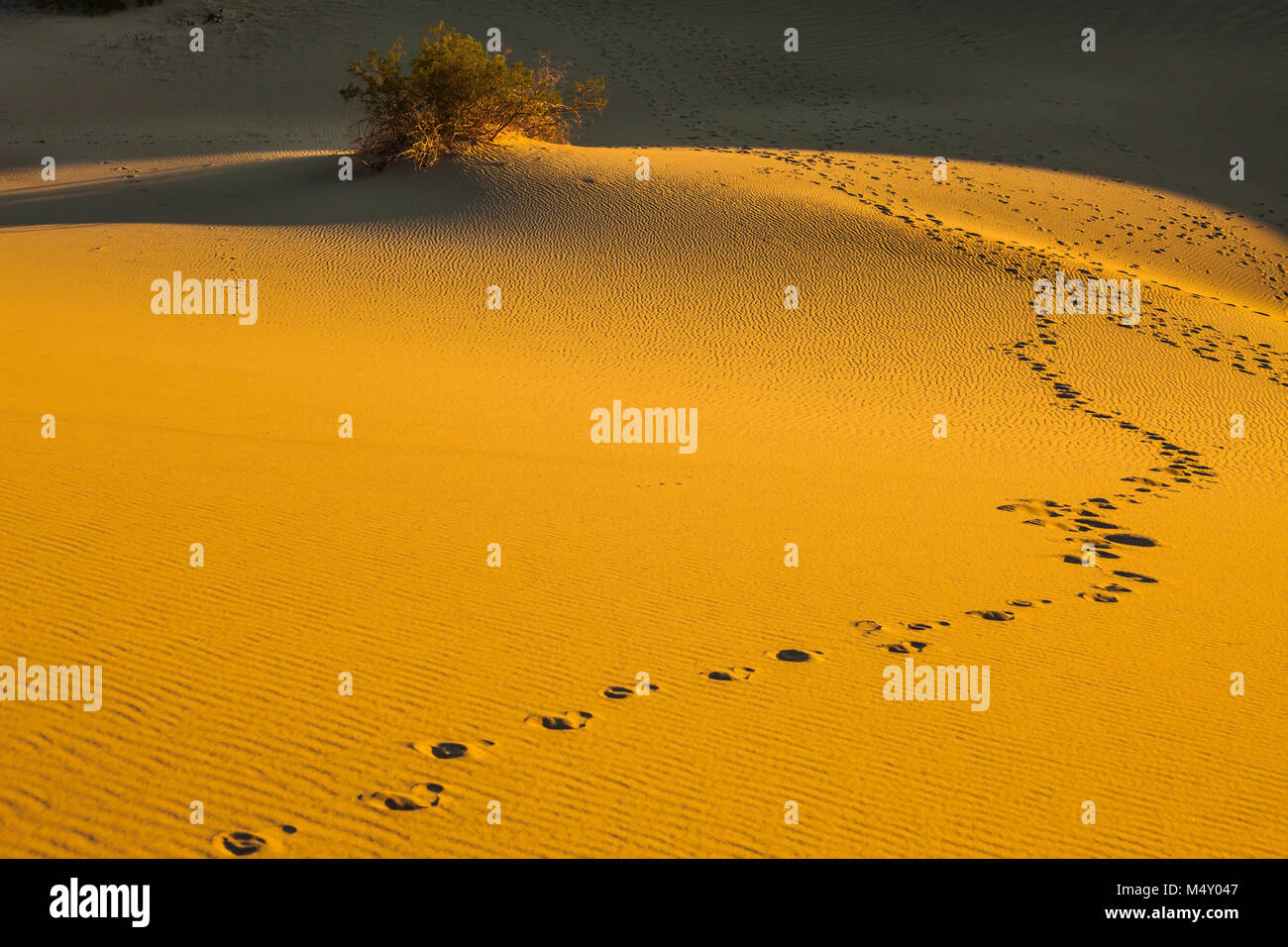 Die morgen in Mesquite flachen Sand Dünen Stockfoto