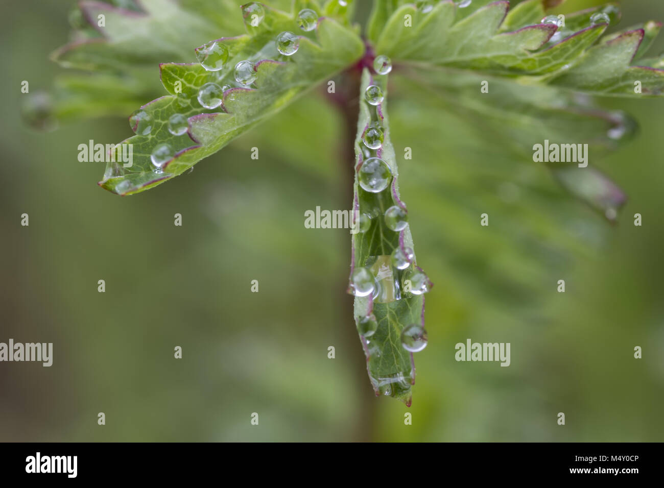 Spannende Makro Stockfoto