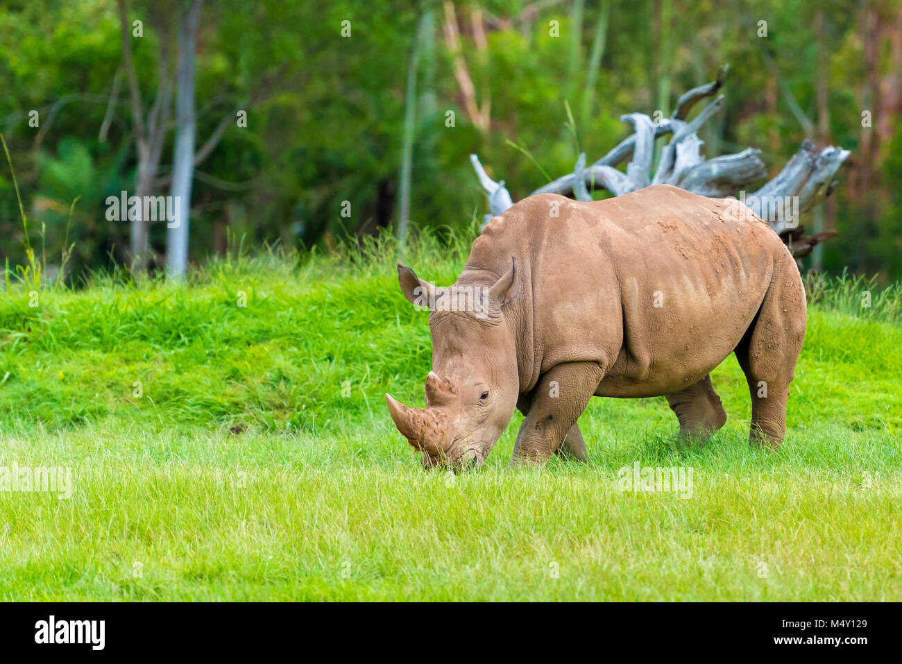 Südliches Breitmaulnashorn, bedrohten Afrikanischen einheimischen Tieren Stockfoto