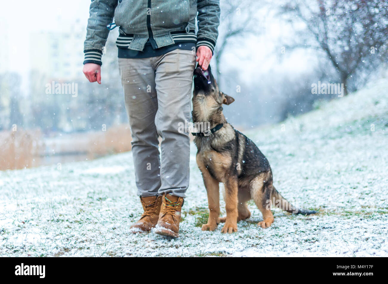 Ein deutscher schäferhund Welpen von seinem Besitzer ausgebildet und behandelt im Winter Umgebung mit Schneefall Stockfoto