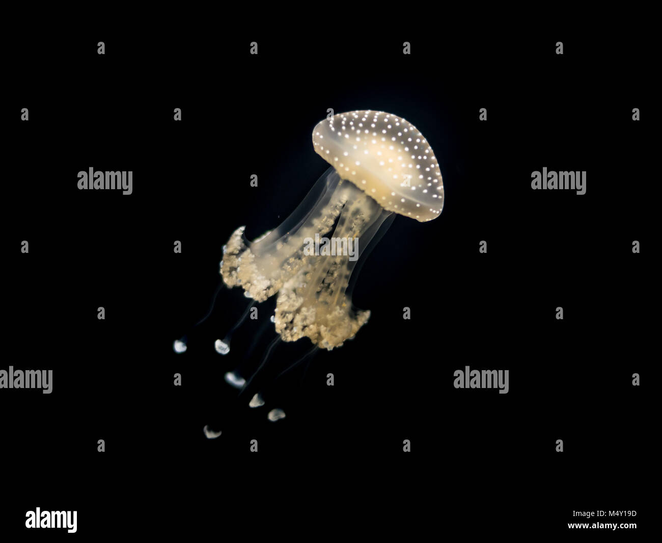 Ein weiß gefleckte Quallen (Phyllorhiza punctata) Floating in einem Aquarium Stockfoto