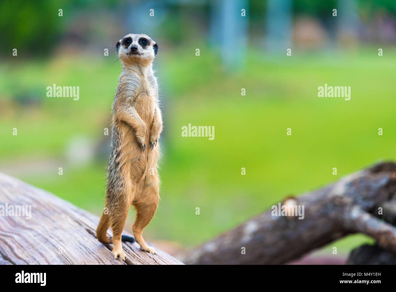 Portrait von Erdmännchen Suricata suricatta, Afrikanische eingeborene Tier, kleinen Fleischfresser der mongoose Familie Stockfoto