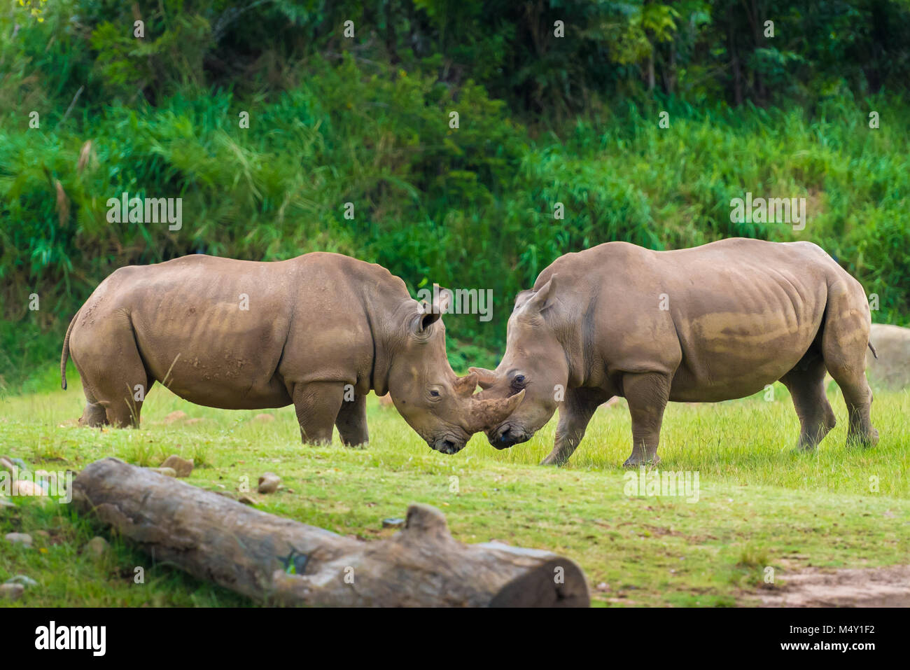 Südliches Breitmaulnashorn, bedrohten Afrikanischen einheimischen Tieren Stockfoto