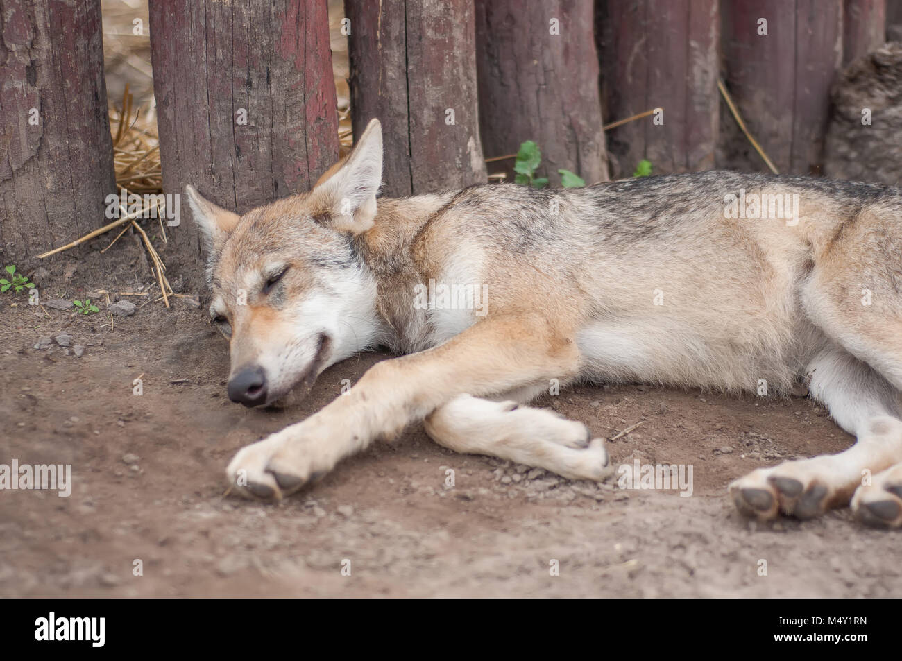 Junge europäische grauer Wolf Welpe müde und schlafen. Stockfoto