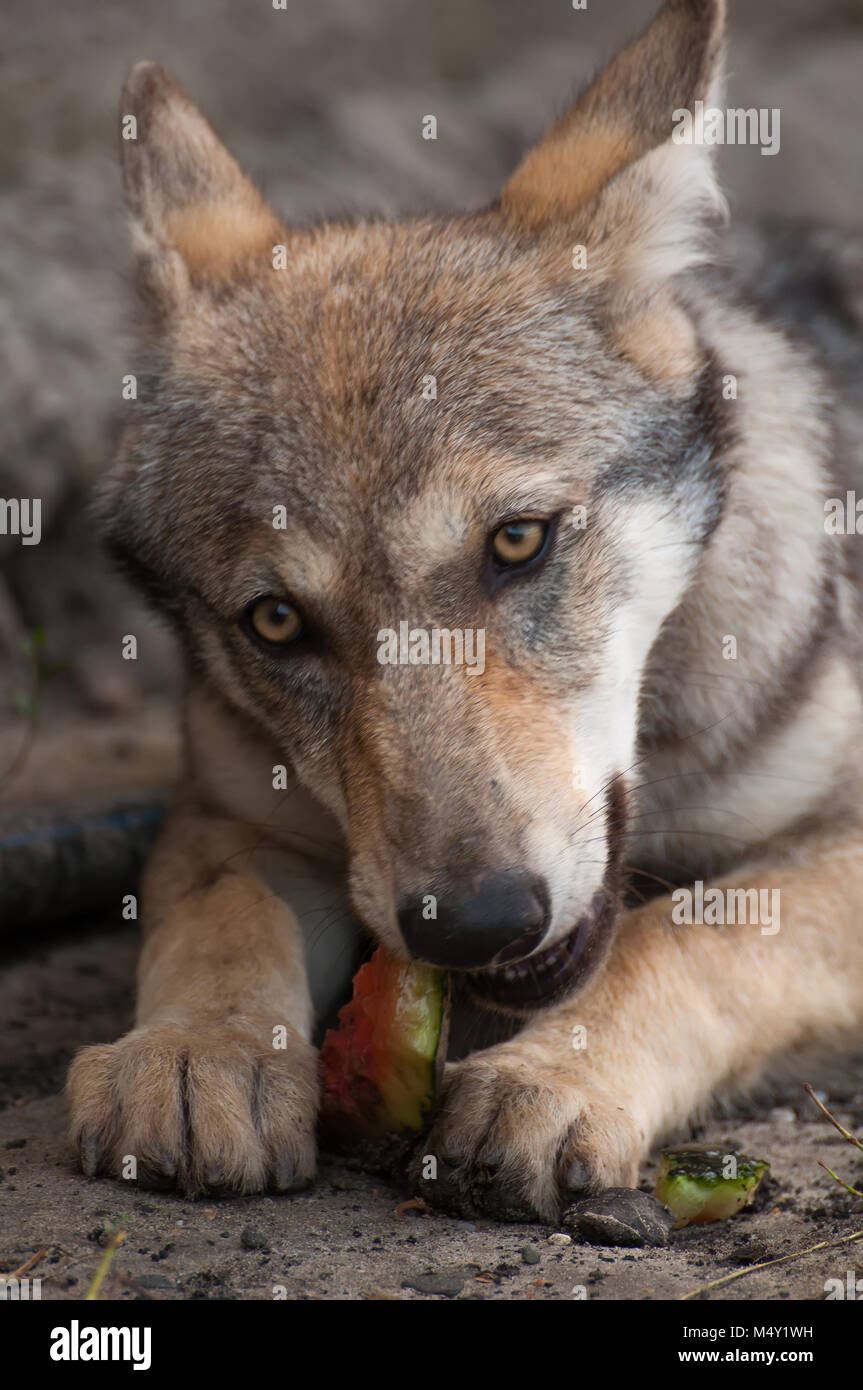 Junge europäische grauer Wolf Welpen füttern und essen Wassermelone. Stockfoto