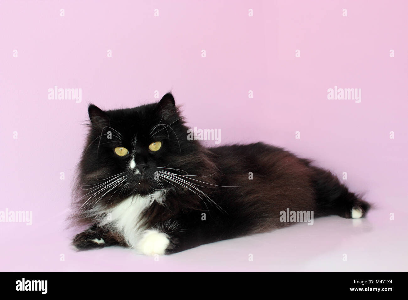 Schwarze Katze legt auf dem rosa Ausschreibung Hintergrund Stockfoto