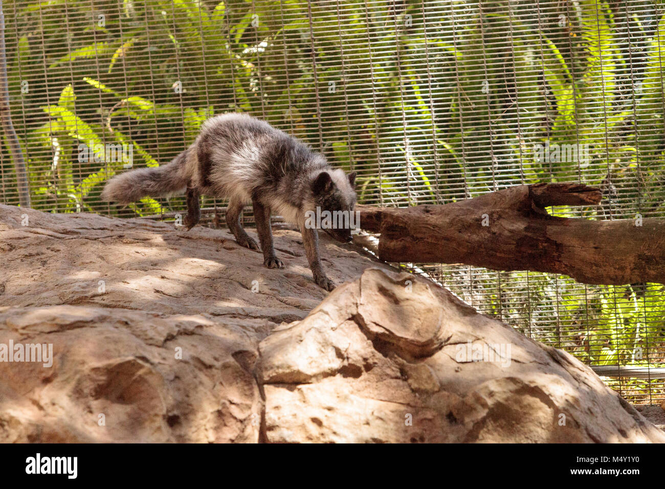 Polarfuchs Vulpes lagopus mit braunem Fell Stockfoto