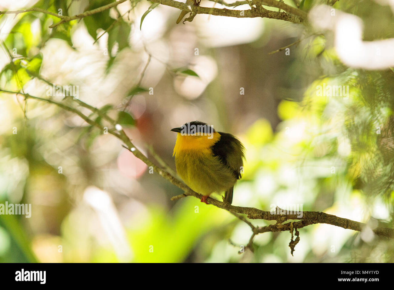 Golden collared Manakin bekannt als Manacus vitellinus Stockfoto Golden collared Manakin bekannt als Manacus vitellinus Stockfoto