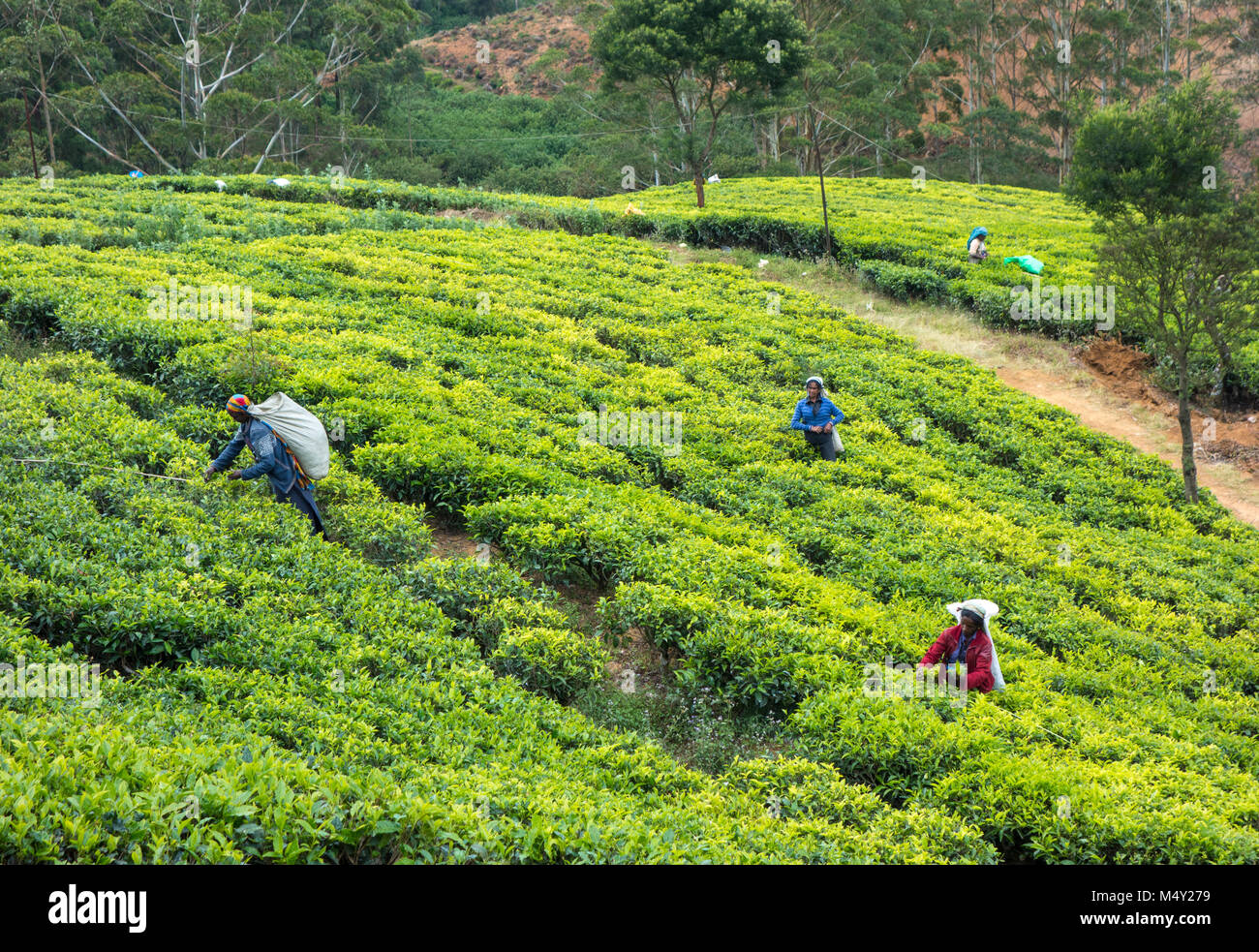 Tee-Plantage in Sri Lanka Stockfoto