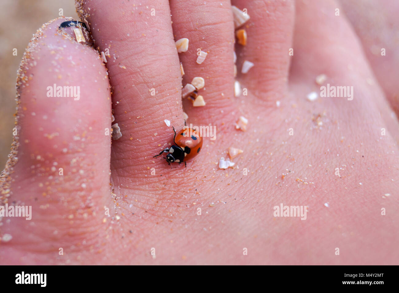Marienkäfer Insekt auf weißem Hintergrund Stockfoto