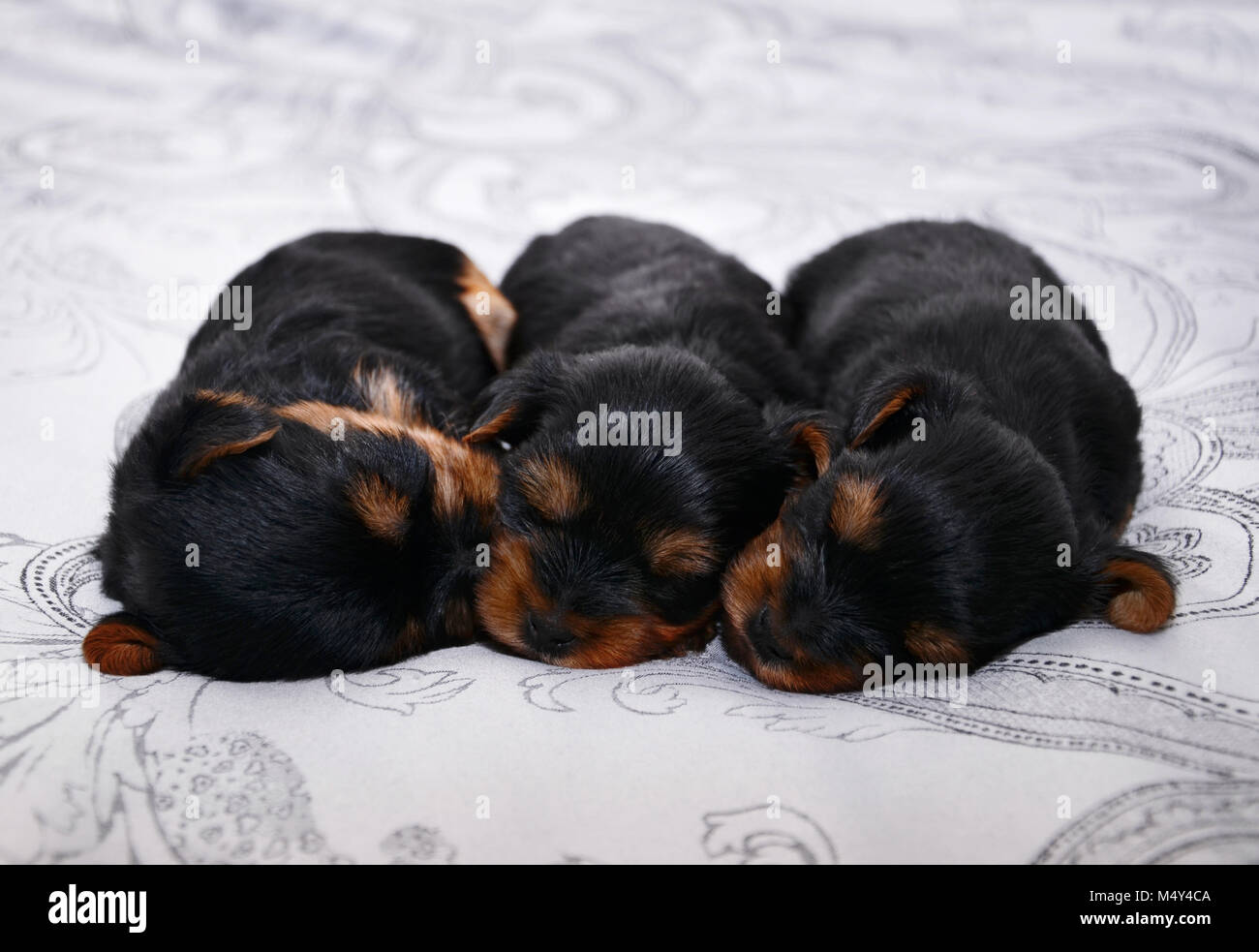 Neugeborene Welpen Stockfotos Und Bilder Kaufen Alamy