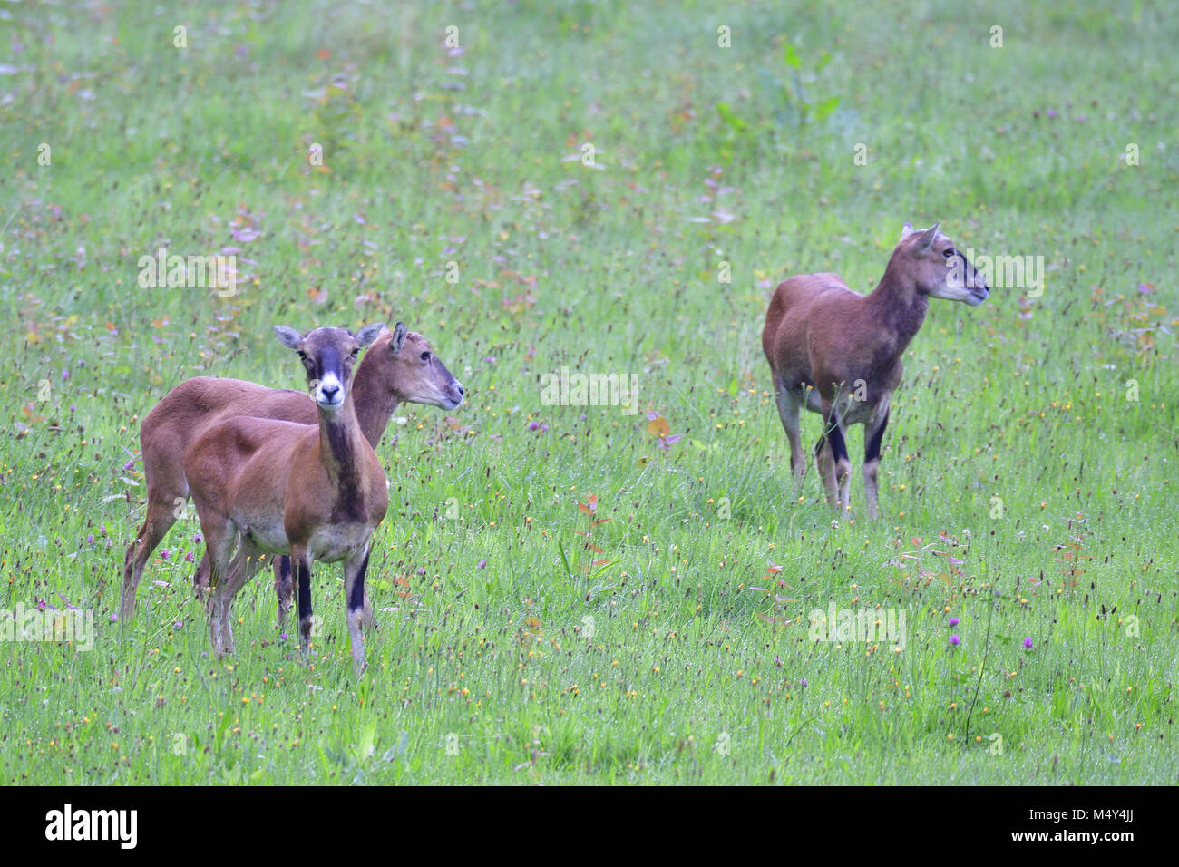 Europäischer Mufflon Stockfoto