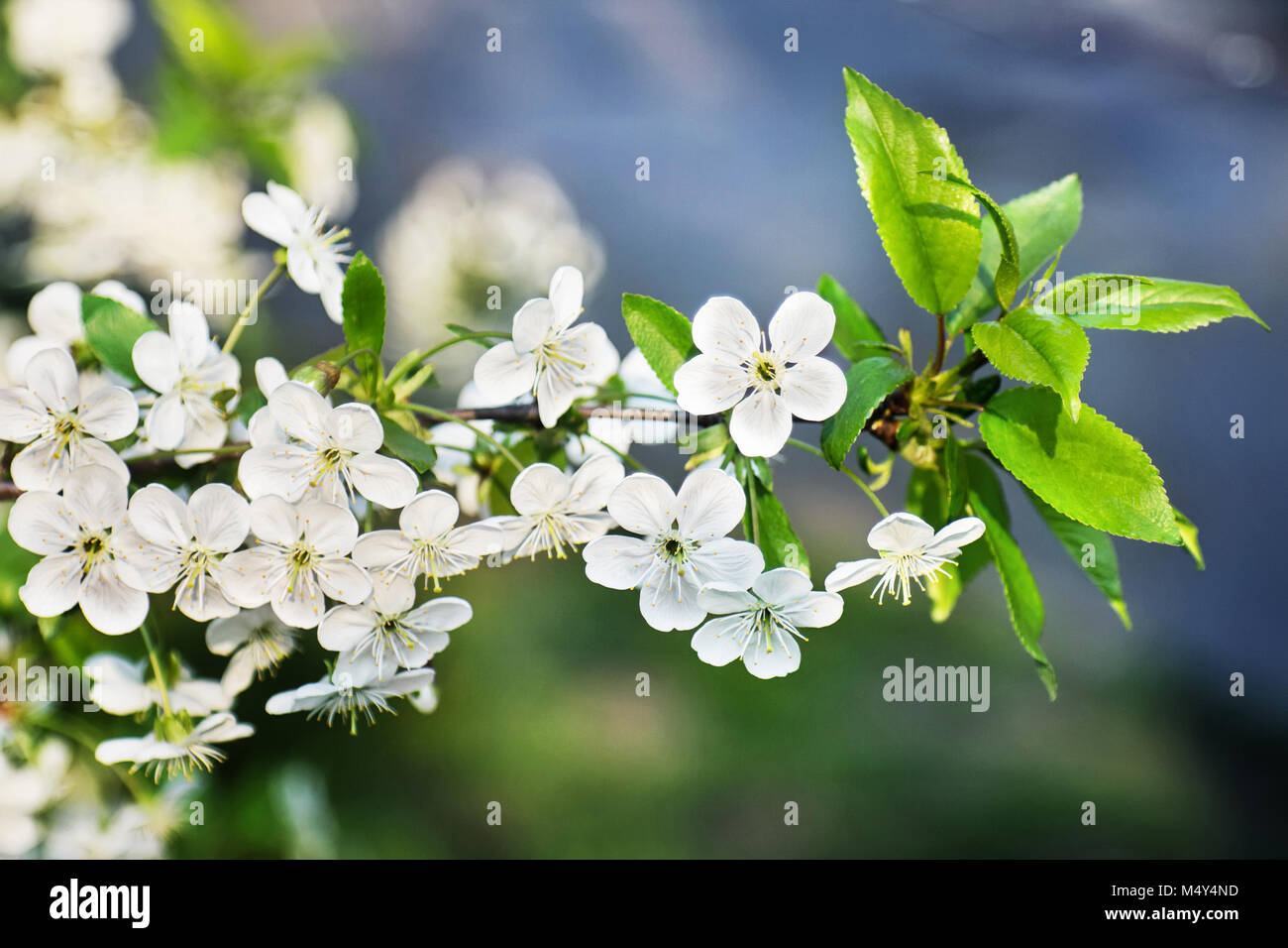 Die weißen Blüten der Kirsche im Frühling im Garten. Stockfoto