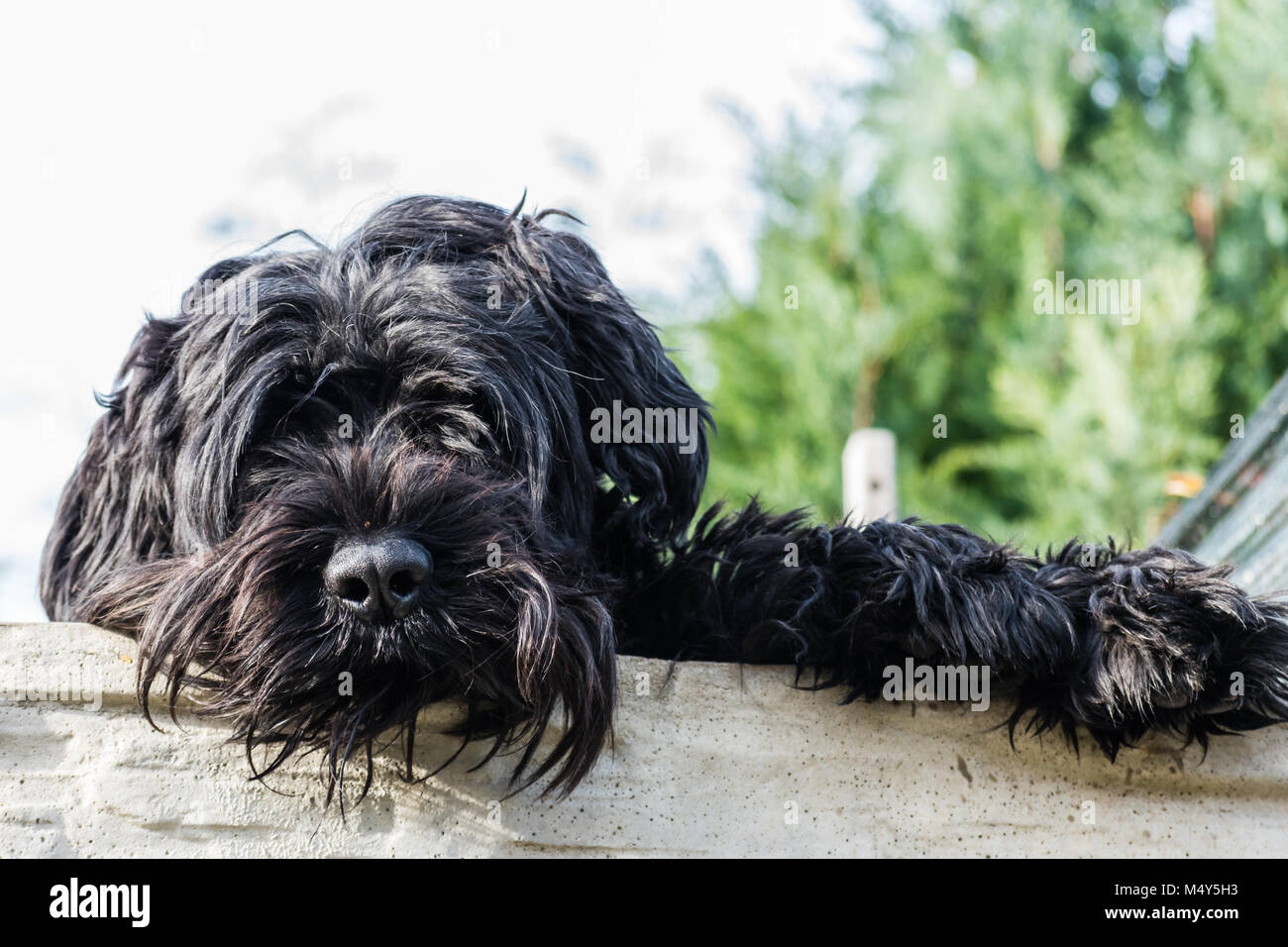 Einen schönen schwarz Großer Hund über einen Zaun. Stark behaarte Hund. Stockfoto