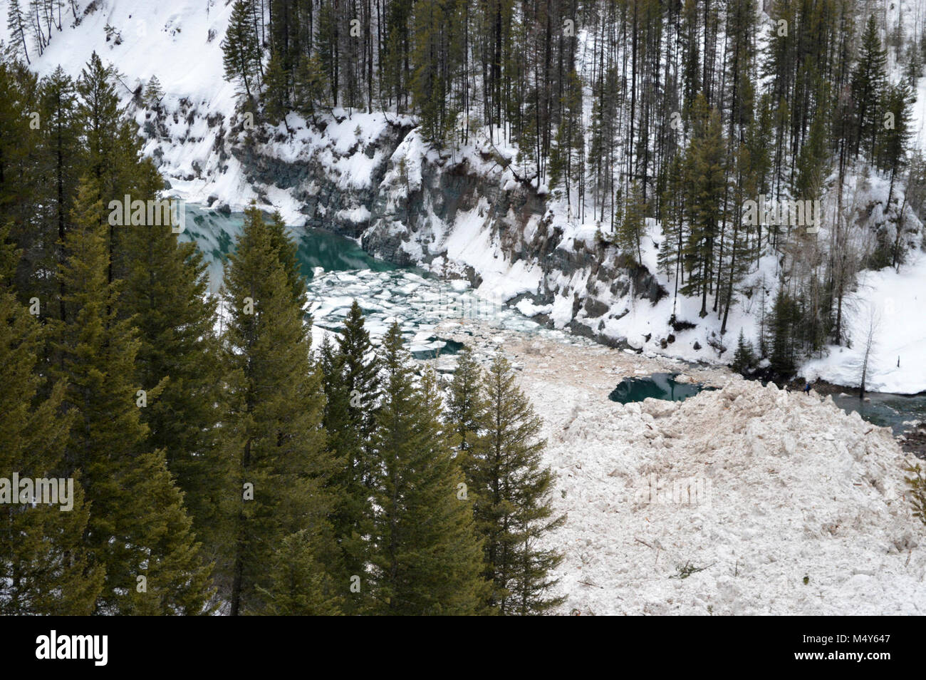Mittlere Gabel des Flathead sichern hinter der Folie. Ziege Lecken, Folie März D. Stockfoto