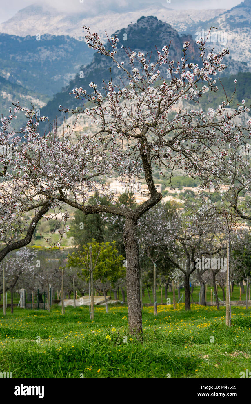Mandelblüte in der Nähe von Dorf Caimari, Gemeinde Selva, Mallorca, Balearen, Spanien Stockfoto Mandelblüte in der Nähe von Dorf Caimari, Gemeinde Selva, Mallorca, Balearen, Spanien Stockfoto