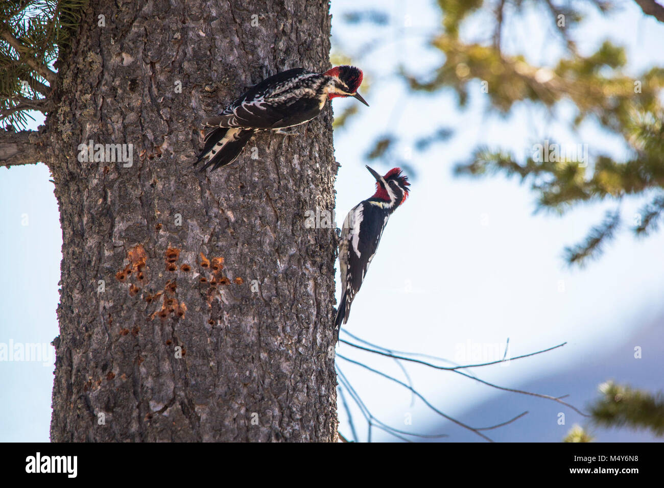Rot-naped Sapsuckers - Sphyrapicus nuchalis. Stockfoto