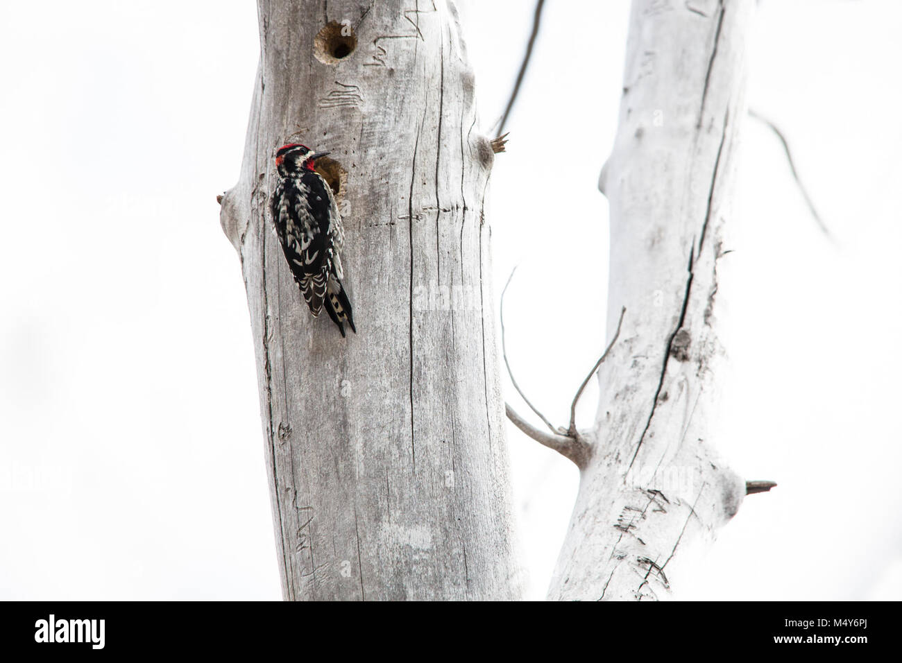 Rot-naped Sapsucker - Sphyrapicus nuchalis. Stockfoto