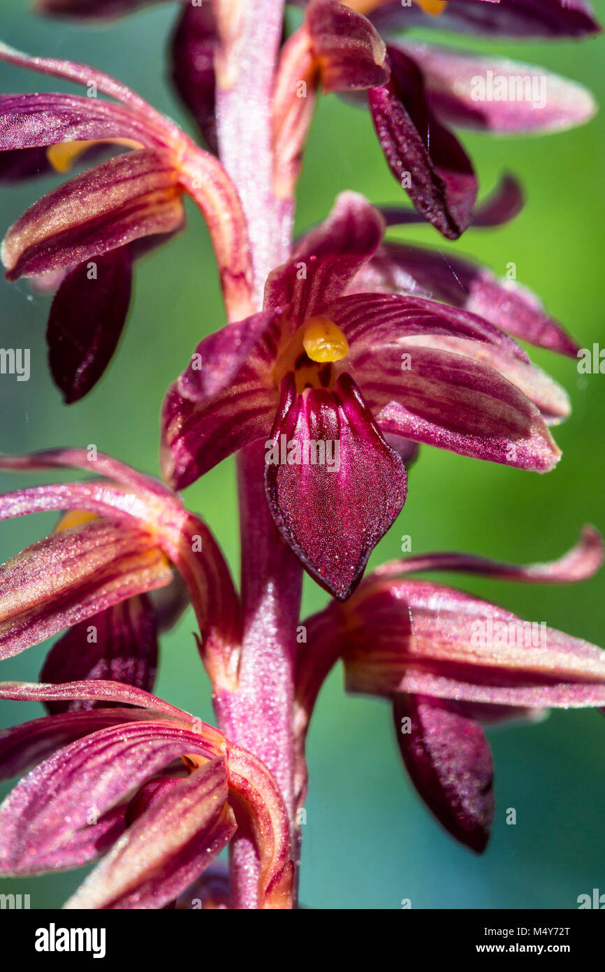 Gestreifte Coralroot. - CORSTR. Stockfoto