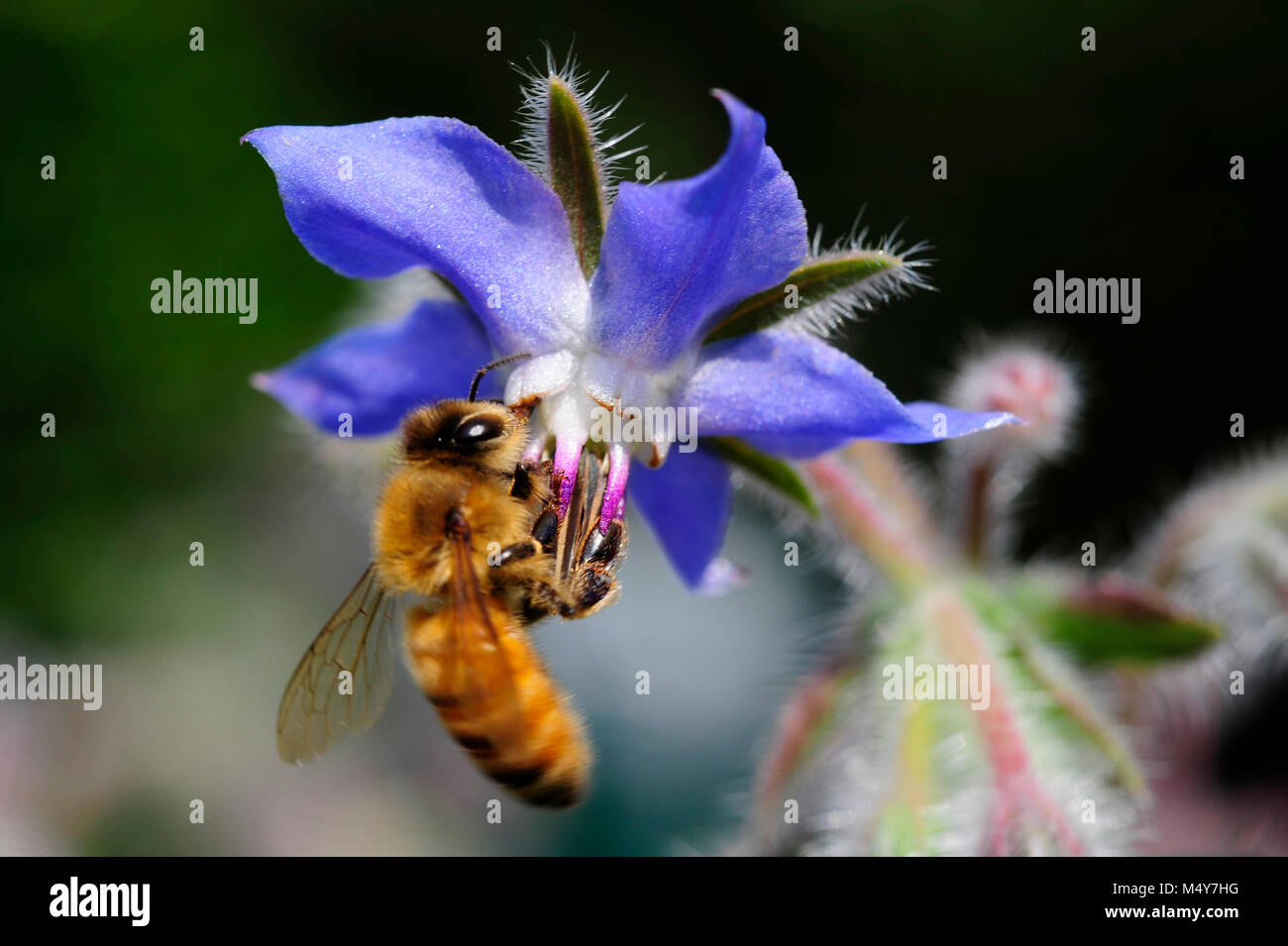 Borretsch (Borago officinalis), auch bekannt als starflower, wird als Heilpflanze zu Symptomen der Menopause und PMS behandelt. Bienen liebe Borretsch auch. Stockfoto