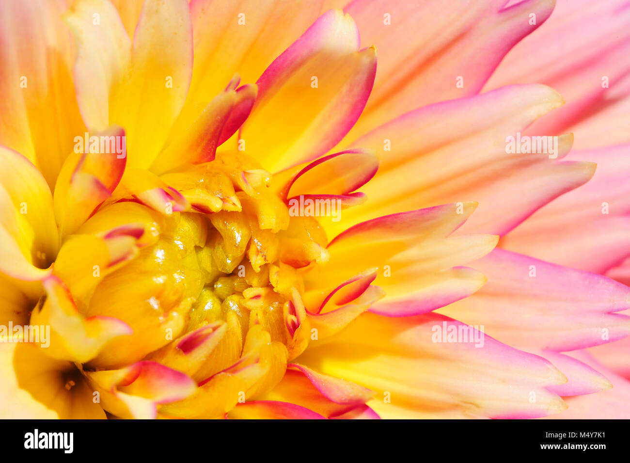 Sonnenuntergang Dahlia, close-up. Stockfoto