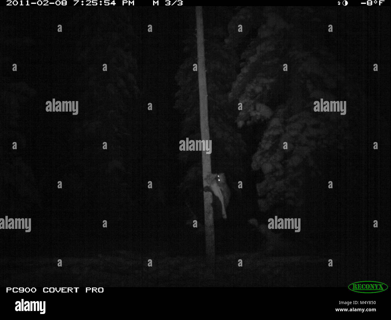 Diese Fernbedienung trail Kamera Bild ist der Vielfraß (Gulo Gulo), die unsere Köder (ein Reh Bein) aus einem Haar snare Baum gestohlen hat. Wir sammeln Wolverine DNA von haarproben in dem Bemühen, unsere wolverine Bevölkerung zu bestimmen. Das Wolverine läuft auf den Baum, den Köder zu erhalten und lässt seine Haare auf drahtbürsten zum Baum befestigt. Das Haar wird gesammelt und in ein Labor geschickt. Das Projekt nähert sich seinem Ende. Zahlen werden zu einem späteren Zeitpunkt gebucht werden. Das Wolverine ist die größte terrestrische Mitglied der mustelidae (wiesel) Familie. Das Wolverine hat einen guten Ruf für Grausamkeit und Stärke von Propo Stockfoto