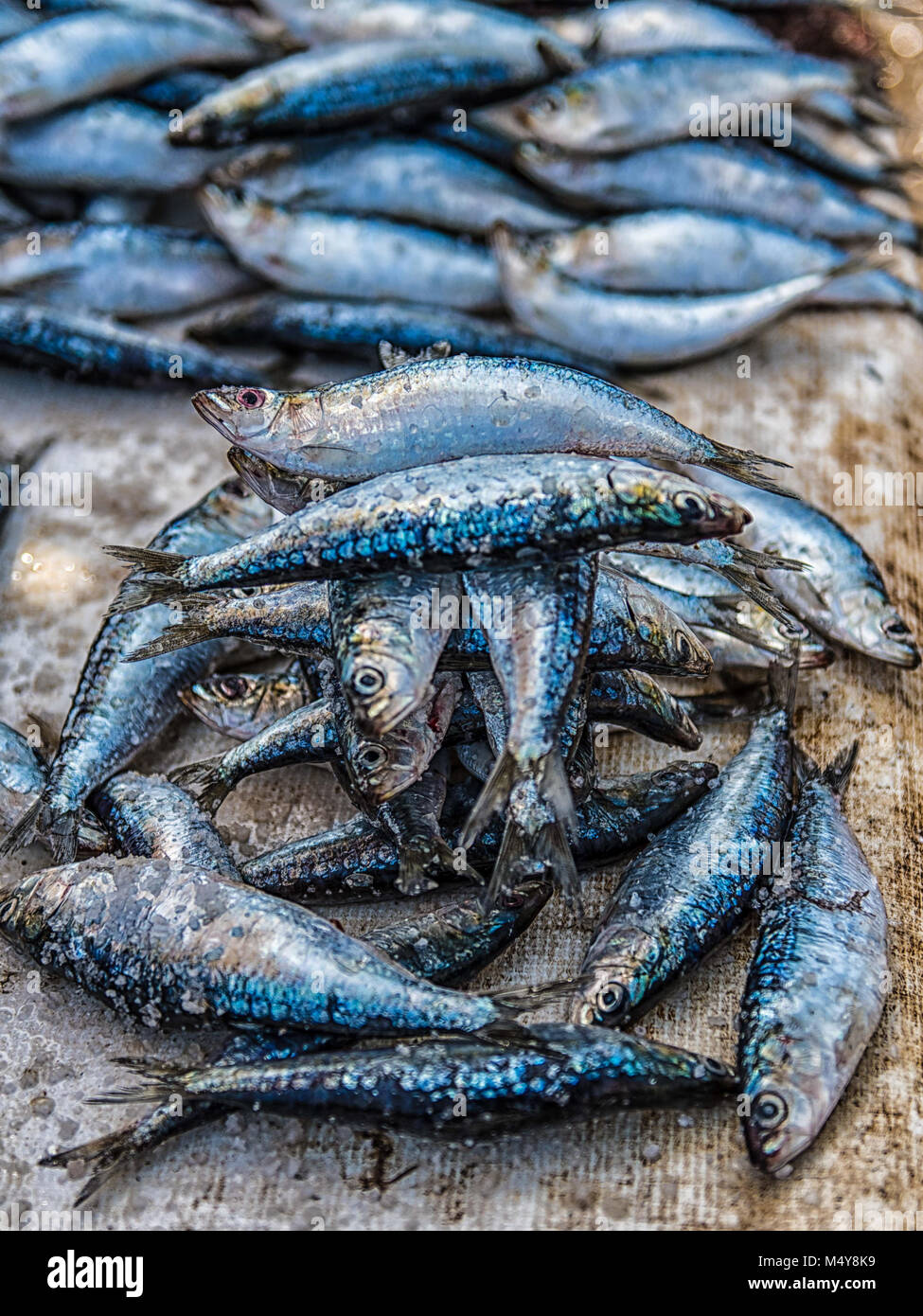 Ein Stapel von Blau, schimmernder skaliert Fisch übereinander gestapelt. Die Fische werden auf einem Fischmarkt in Essaouira verkauft. Stockfoto