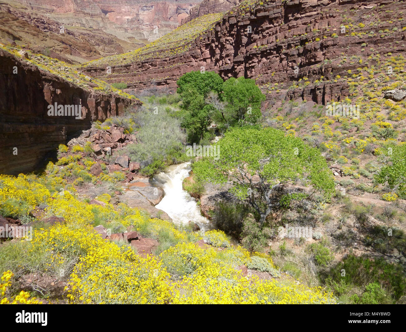 Blüte bei Brittlebush Tapeats Creek. Stockfoto