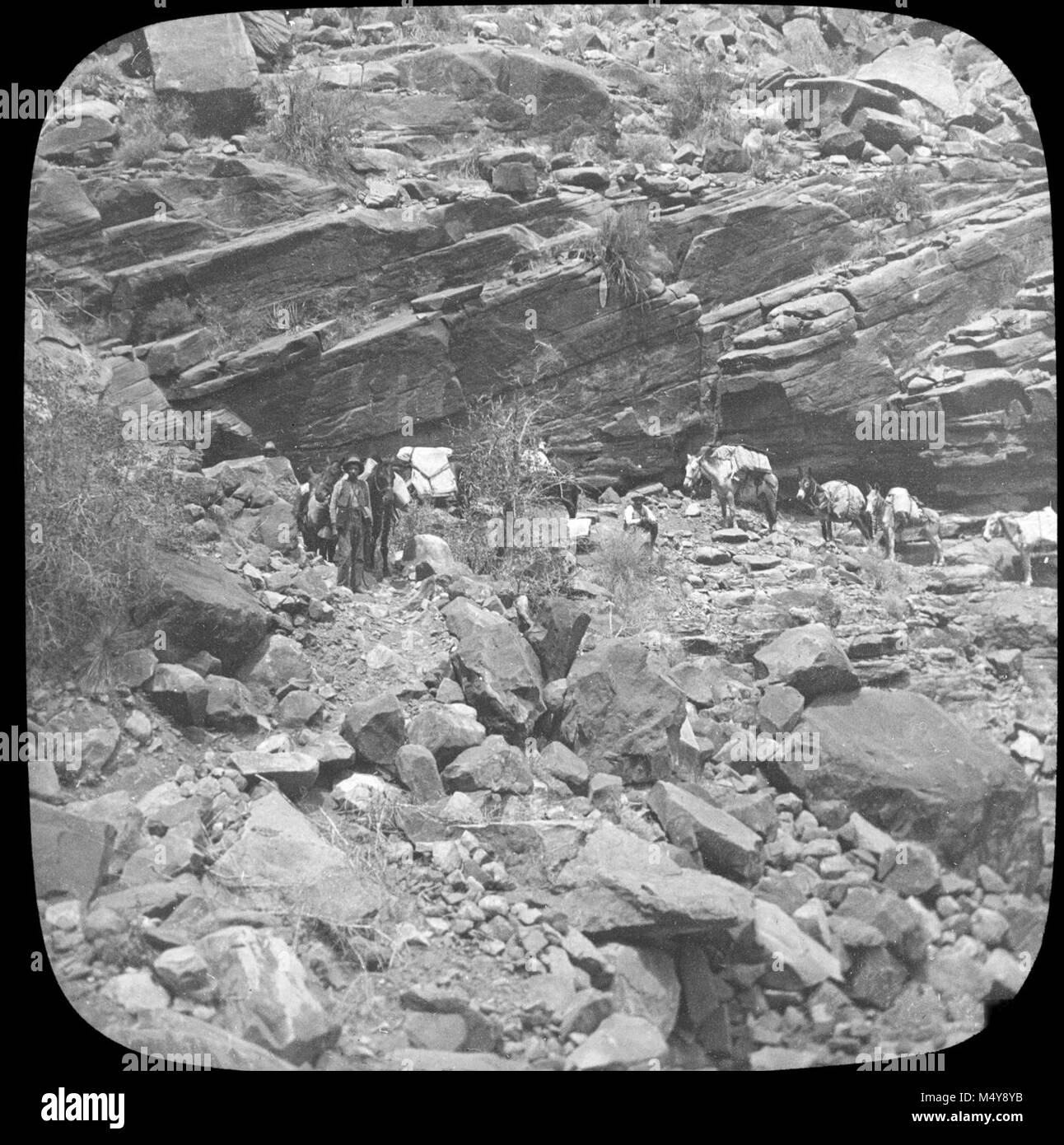 Schwarz und Weiß GLAS LATERNE schieben. WHITE LABEL LESEN 'GRAND CANYON NAT. PARK-PACK ZUG ABSTEIGEND BASS TRAIL. MATTHES 1902' Männer begleiten die maultiere SIND. Mit EINER GRUPPE VON FOLIEN AUS DER MATTHES UMFRAGE EXPEDITION IM GRAND CANYON - ca. 1902 Grand Canyon Matthes Übersicht von. Stockfoto