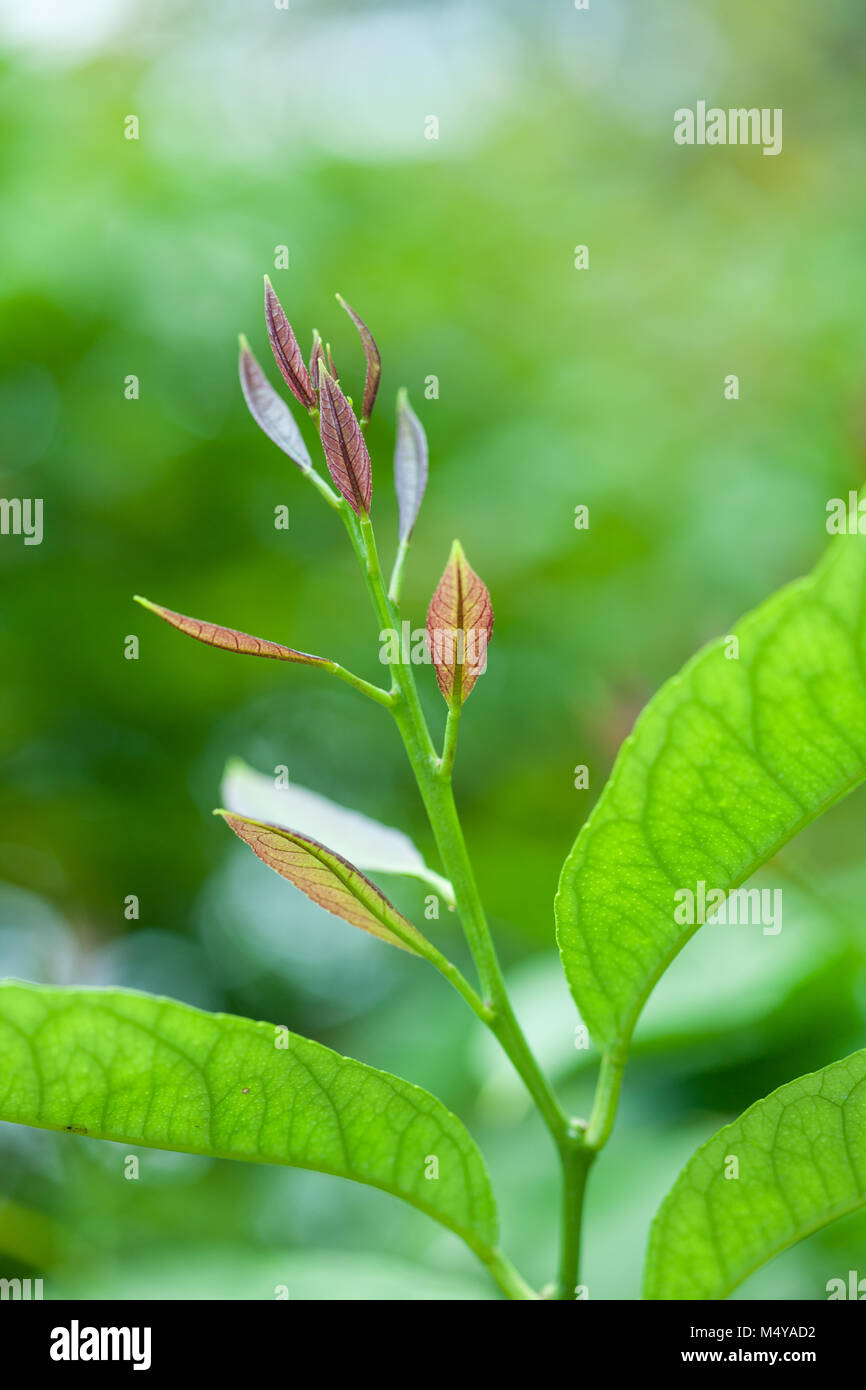 Zitrone, Zitrone (Citrus limon) Stockfoto