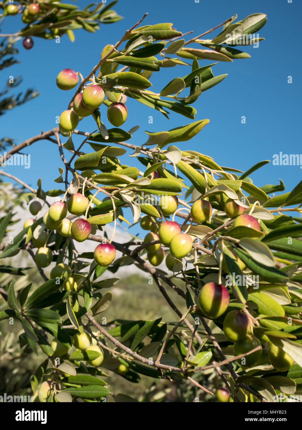 Reifen Oliven und Olivenbäume Zweig zu schließen, Stockfoto