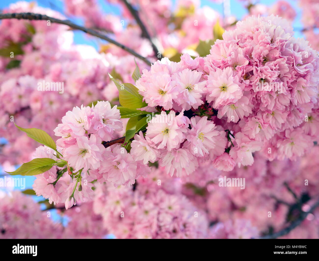 In der Nähe von schönen Zweigen der Kirschblüten in der Spitze auf einem strahlend blauen Himmel Stockfoto