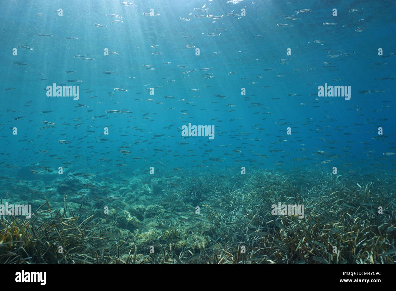 Eine Schule der kleine Fische unter Wasser in das Mittelmeer, Tageslicht, Spanien, Costa Brava Stockfoto