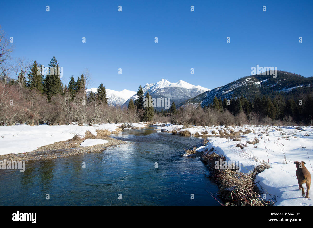 Ein Hund Wanderungen entlang der Stier Fluss, da es schlängelt sich nördlich durch das Kabinett in den Bergen, mit Ibex Peak und Schneeschuhen die Berge in der Ferne. Stockfoto