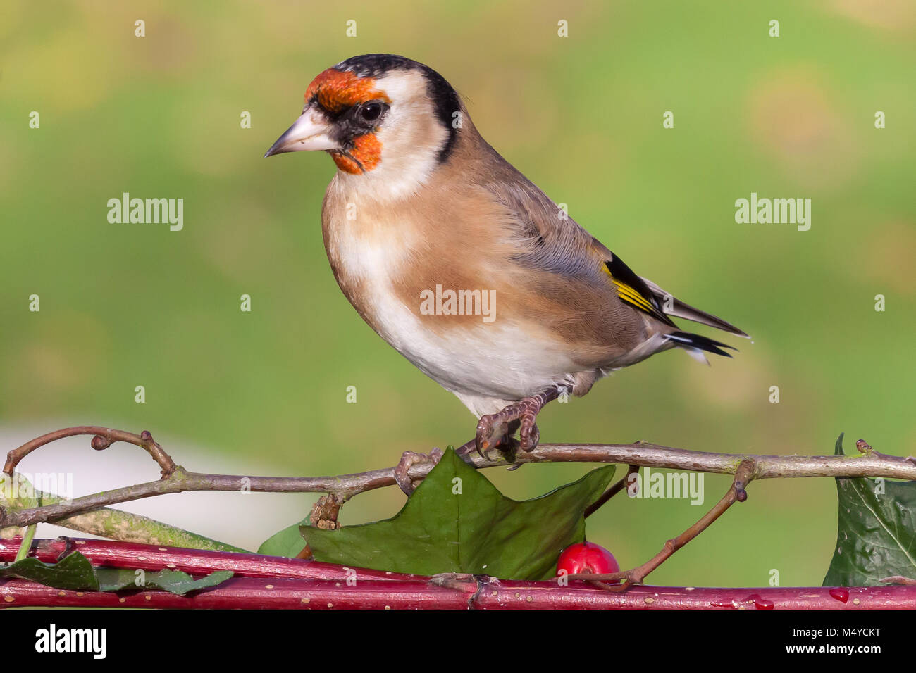 Wild goldfinch Vogel portrait Nahaufnahme in Europa auch als Carduelis carduelis bekannt. Der stieglitz hat ein rotes Gesicht und einem schwarz-weißen Kopf. Mals Stockfoto