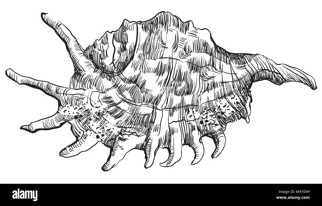 Handzeichnung seashell. Vector Illustration der Muschel (Muschel) in schwarzer Farbe auf weißem Hintergrund. Stock Vektor