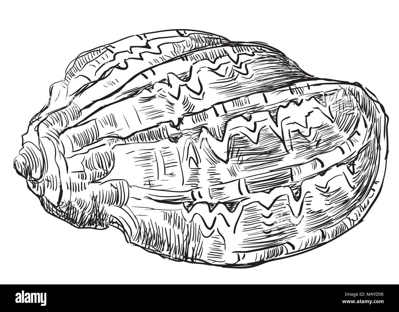 Hand Zeichnung Skizze der Muschel. Vektor monochromen Abbildung: seashell auf weißem Hintergrund. Stock Vektor