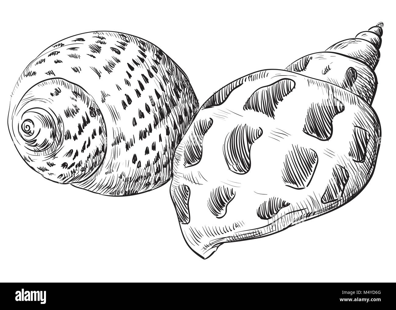 Handzeichnung seashells. Vektor monochromen Abbildung von zwei Muscheln in der Farbe Schwarz (Muscheln) auf weißem Hintergrund. Stock Vektor