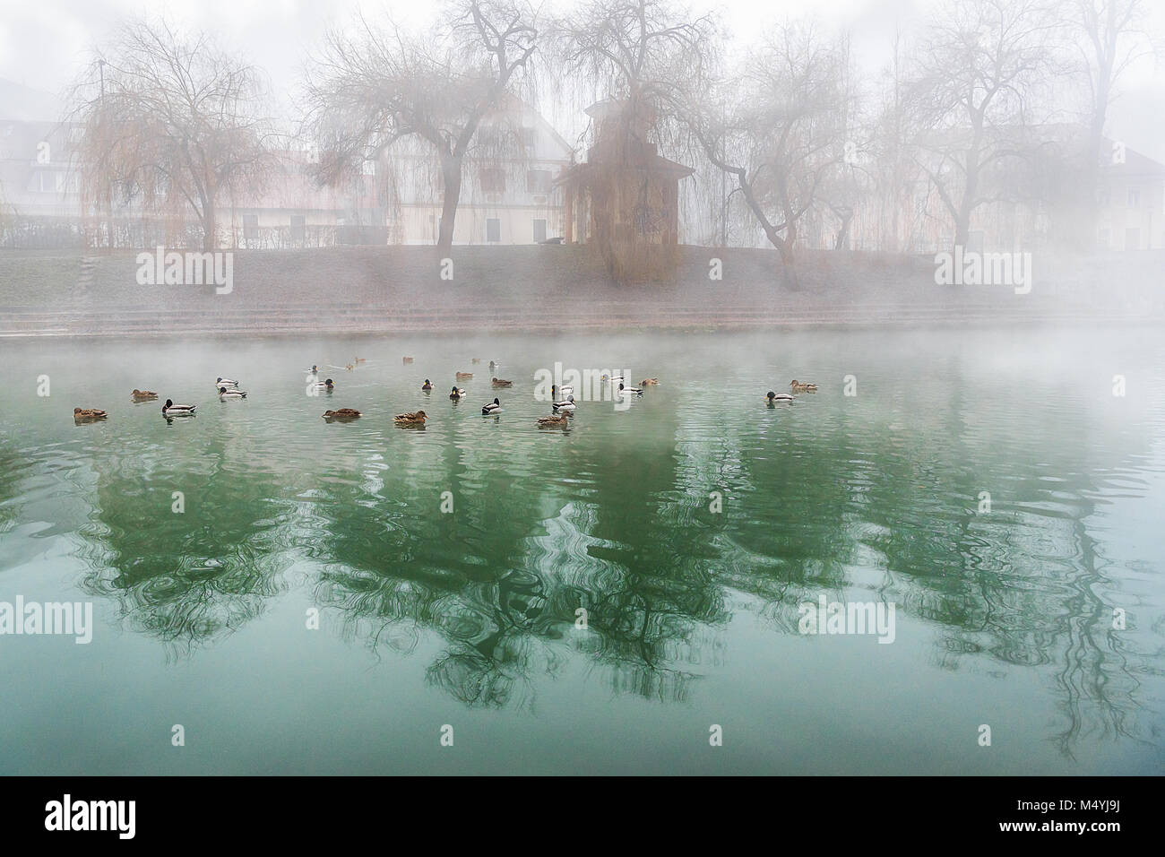 Herde von Enten an einem nebligen Fluss Stockfoto