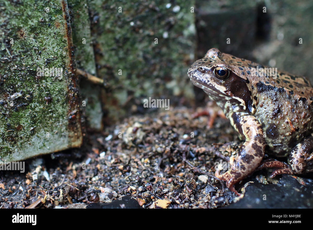 Unauffällig motley spotted Frog in der Wildnis Stockfoto