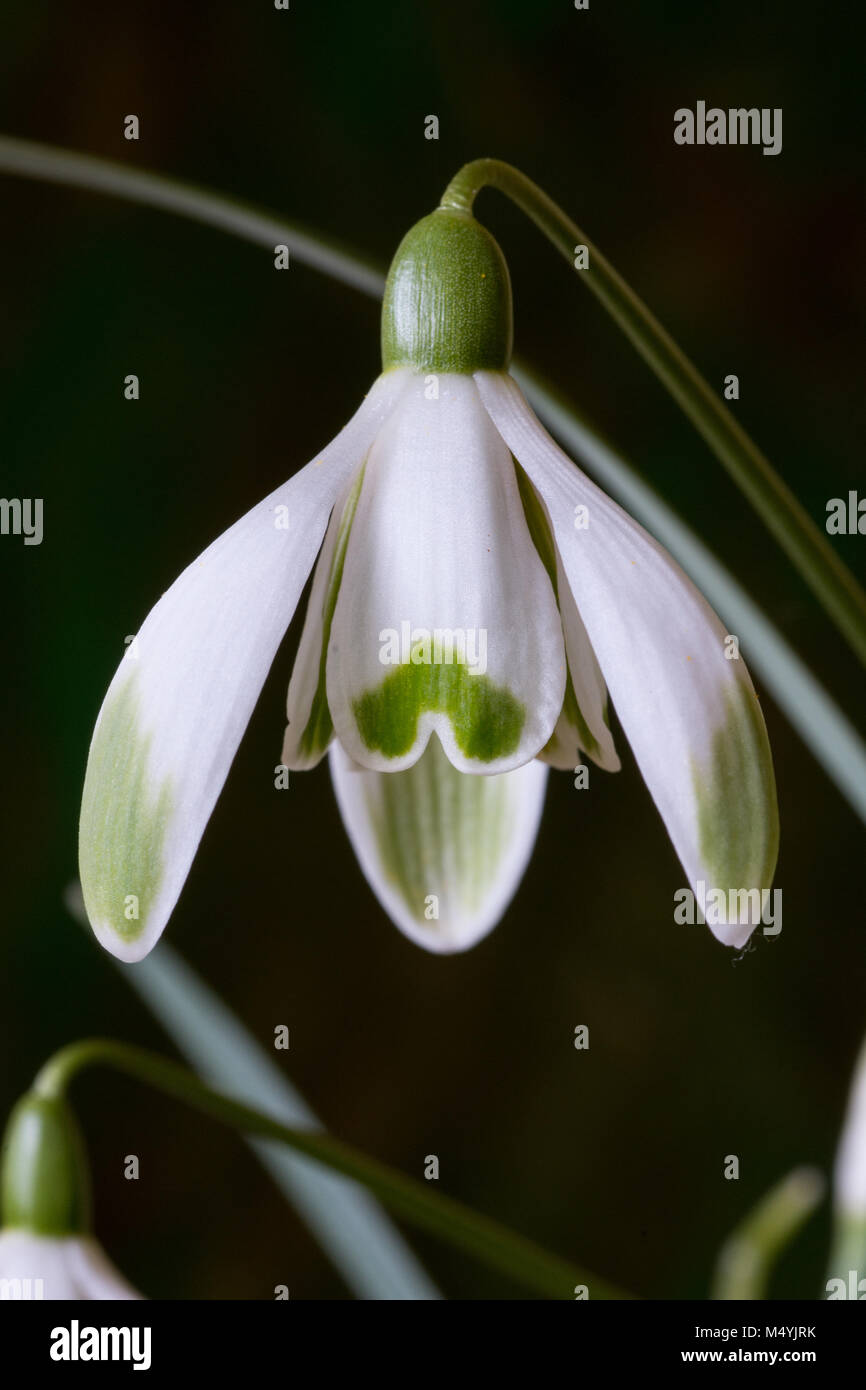 Nahaufnahme von einer einzigen Blume von Galanthus scharlockii vor einem dunklen Hintergrund Stockfoto