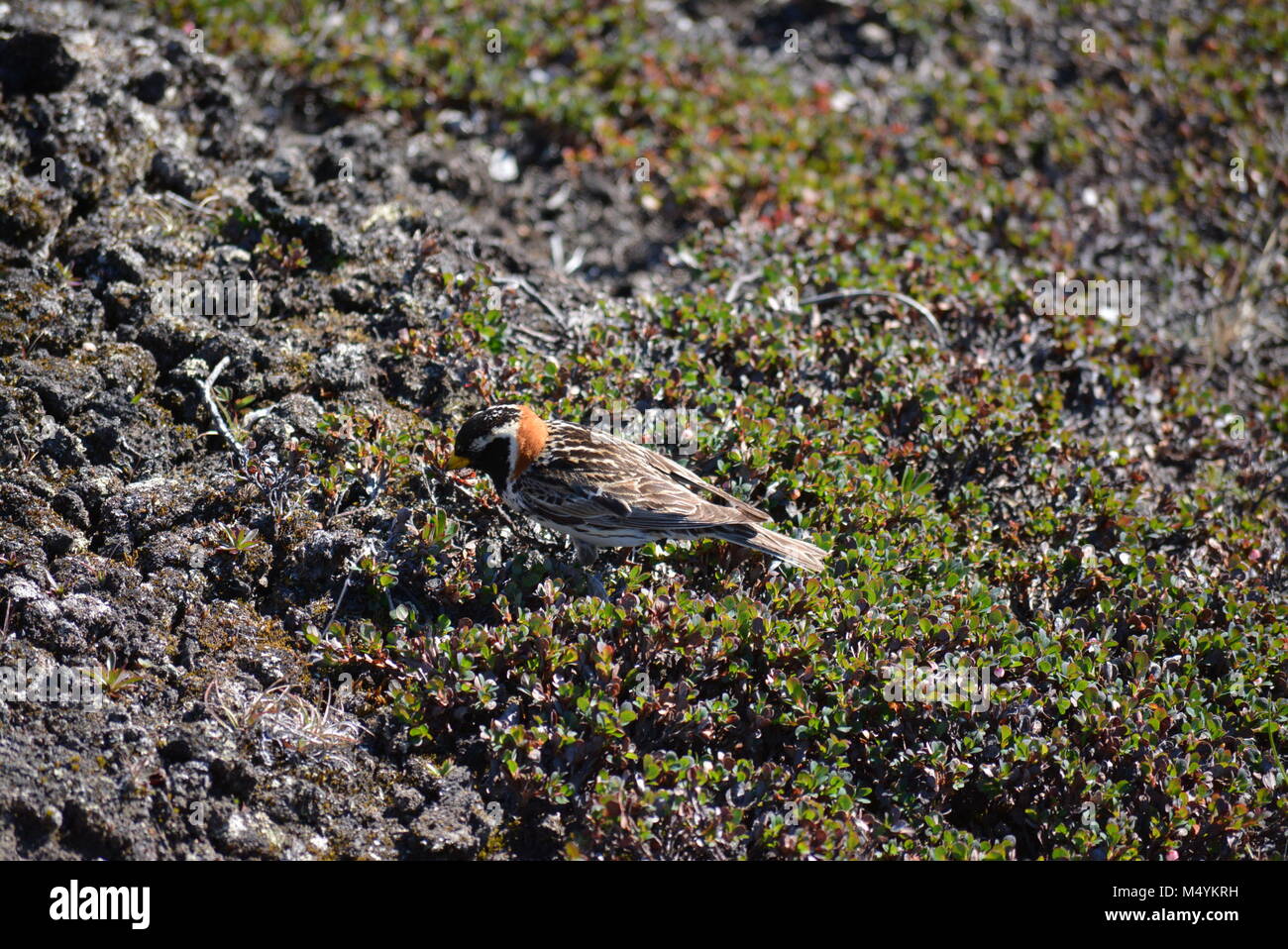 Kleiner Vogel in Grönland Ilulissat - Disko Bucht - Juli, Sommer Stockfoto