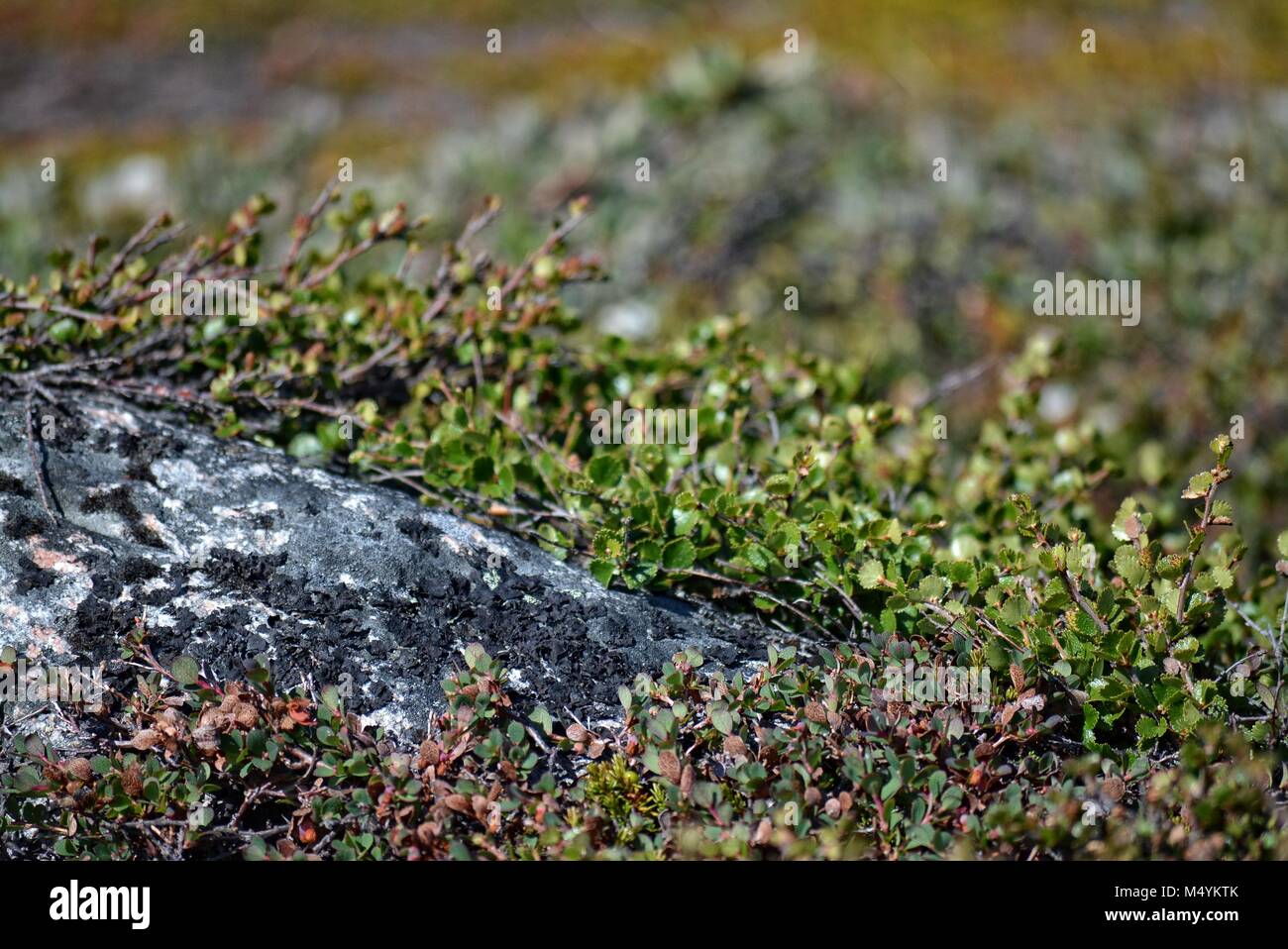 Fauna in Grönland Ilulissat Dänemark - Pflanzen wachsen auf Felsen Stockfoto