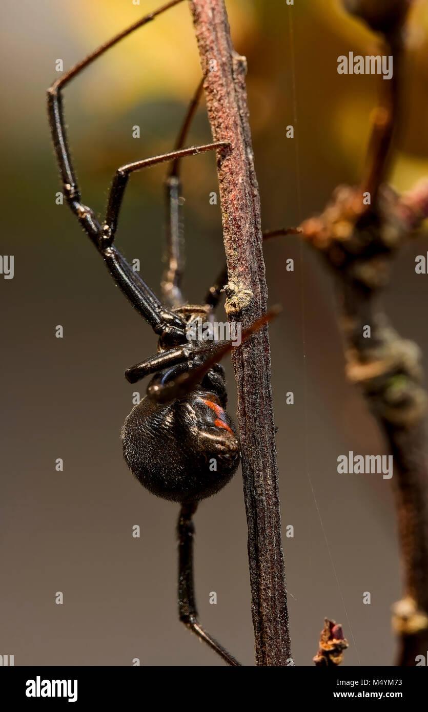 Female Black Widow Spider Stockfoto